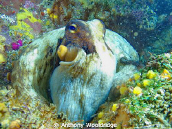 A common octopus taken at Riybanks in Port Elizabeth Sout... by Anthony Wooldridge 